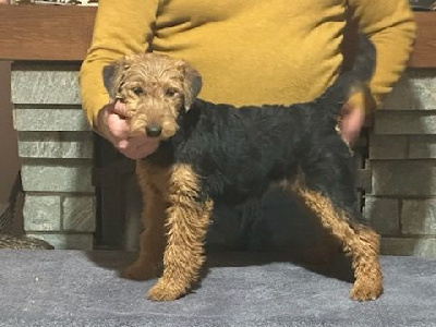 Des Petites Fagnes - Welsh Terrier - Portée née le 08/06/2024