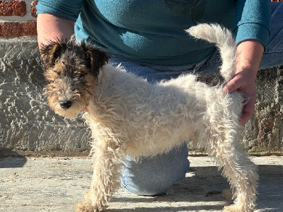 Des Petites Fagnes - Fox Terrier Poil Dur - Portée née le 30/06/2024