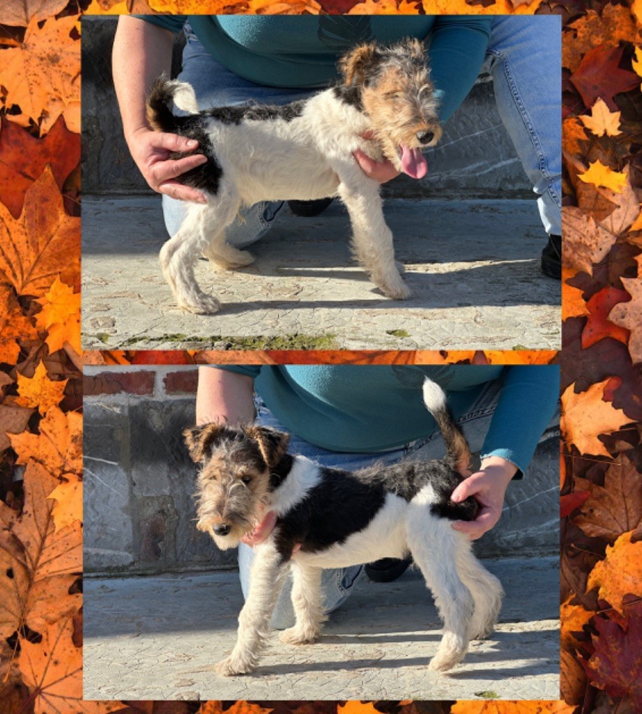 Des Petites Fagnes - Chiot disponible  - Fox Terrier Poil Dur