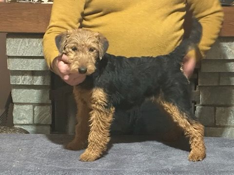 Des Petites Fagnes - Chiot disponible  - Welsh Terrier