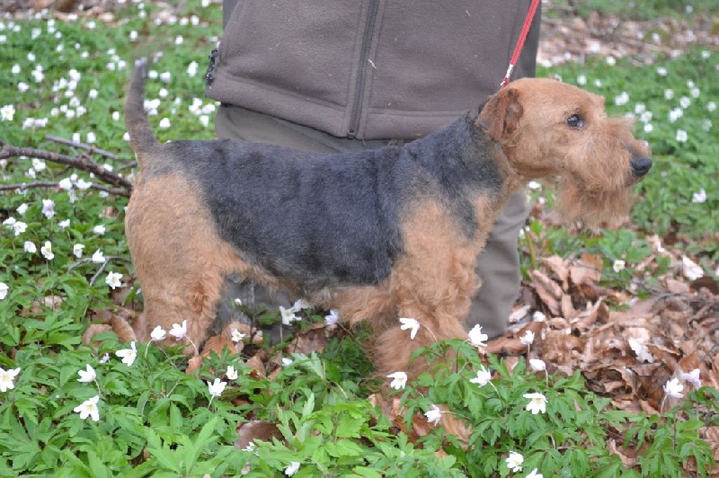 CH. Gitane De L'echo Des Bois Dorés