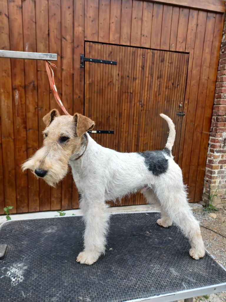 Thor Des Petites Fagnes