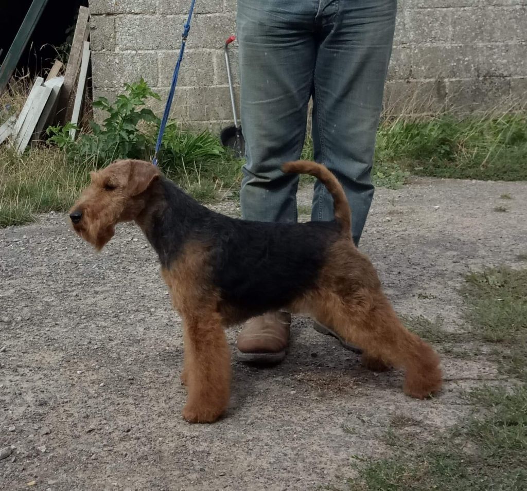 CH. Oscar Des Petites Fagnes