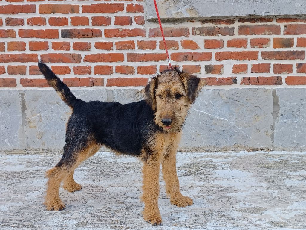Des Petites Fagnes - Une chiot femelle de disponible
