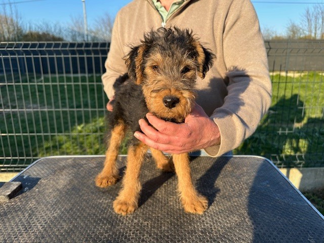 Des Petites Fagnes - Chiots disponibles - Welsh Terrier