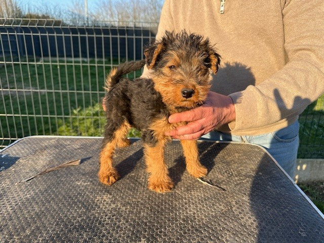 Des Petites Fagnes - Chiots disponibles - Welsh Terrier