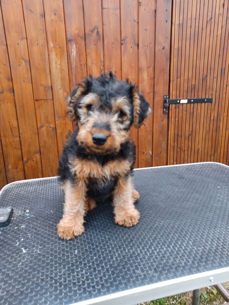 Des Petites Fagnes - Welsh Terrier - Portée née le 31/05/2023
