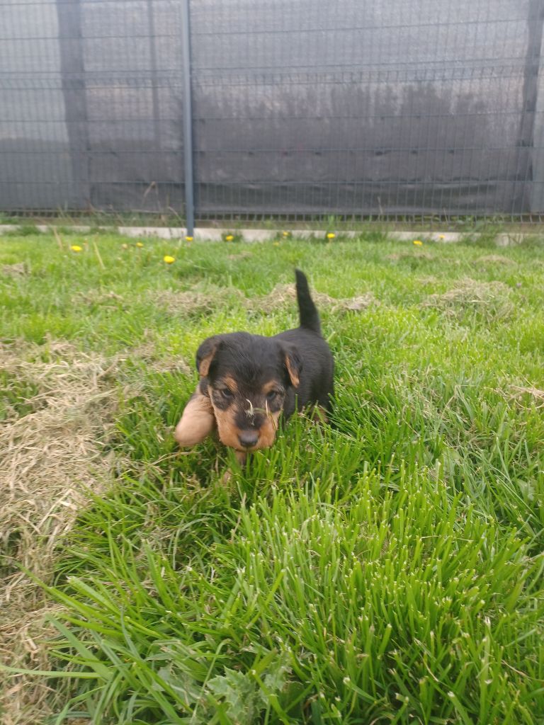 Des Petites Fagnes - Welsh Terrier - Portée née le 01/04/2023
