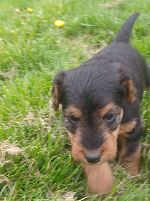 CHIOT