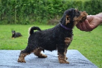 CHIOT