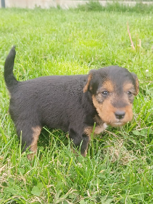 CHIOT