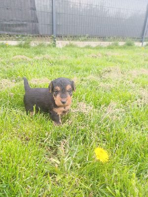 CHIOT