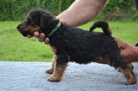 CHIOT