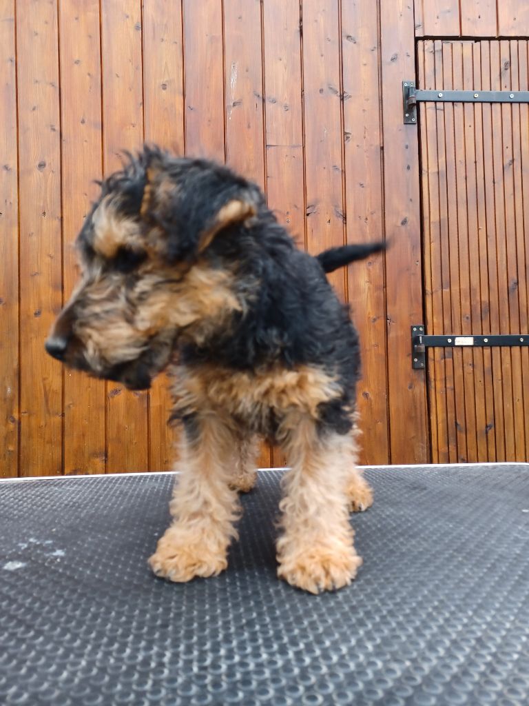 Des Petites Fagnes - Welsh Terrier - Portée née le 31/05/2023